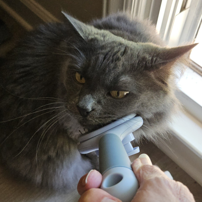 Blue Ribbon Cat Sitter Of Queen City