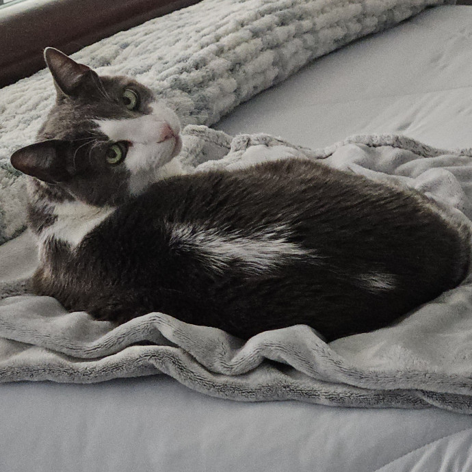 Blue Ribbon Cat Sitter Of Queen City