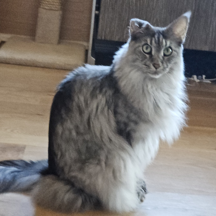 Blue Ribbon Cat Sitter Of Queen City