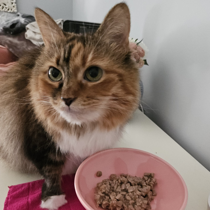 Blue Ribbon Cat Sitter Of Queen City