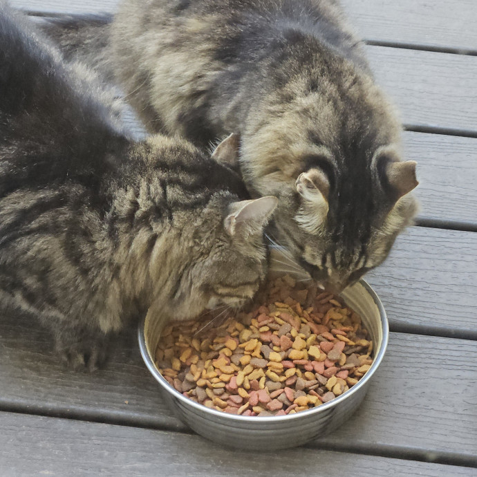 Blue Ribbon Cat Sitter Of Queen City