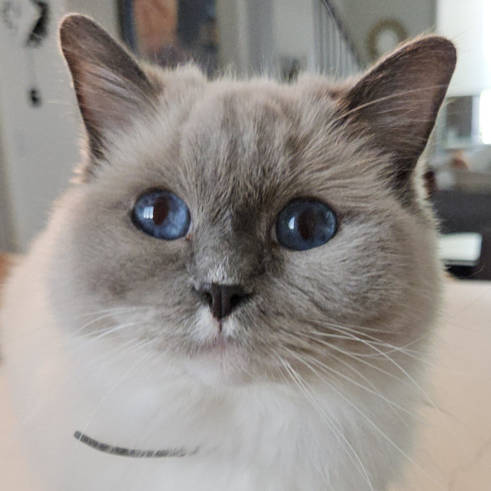 Blue Ribbon Cat Sitter Of Queen City
