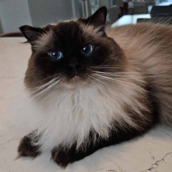 Blue Ribbon Cat Sitter Of Queen City