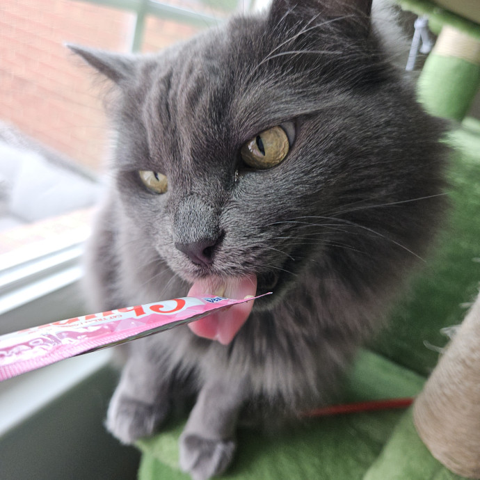 Blue Ribbon Cat Sitter Of Queen City