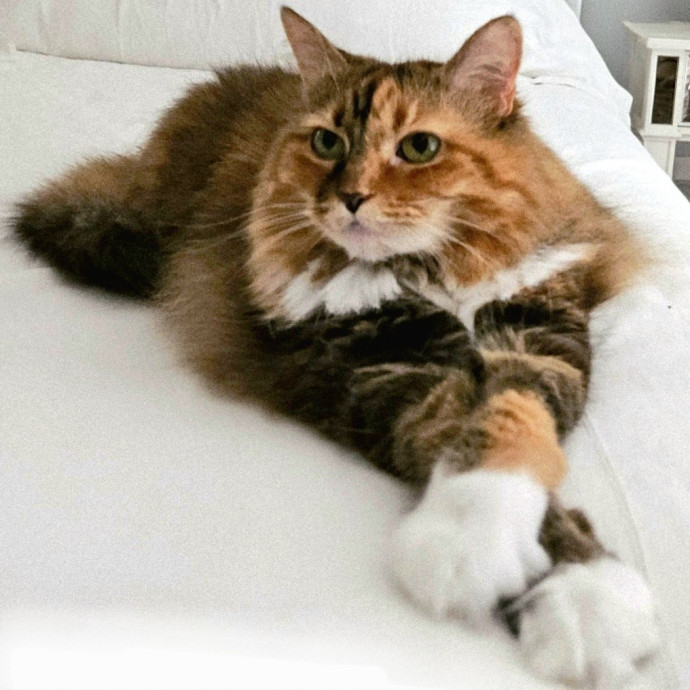 Blue Ribbon Cat Sitter Of Queen City