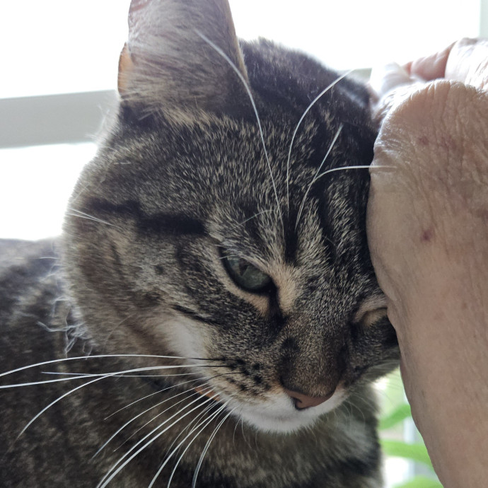 Blue Ribbon Cat Sitter Of Queen City