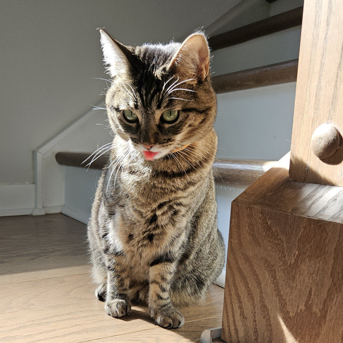 Blue Ribbon Cat Sitter Of Queen City