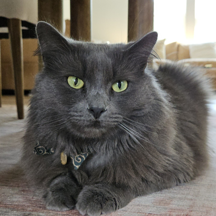 Blue Ribbon Cat Sitter Of Queen City