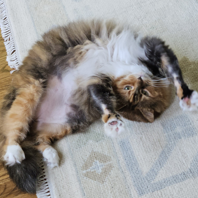Blue Ribbon Cat Sitter Of Queen City