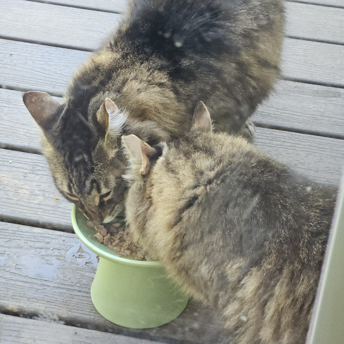 Blue Ribbon Cat Sitter Of Queen City