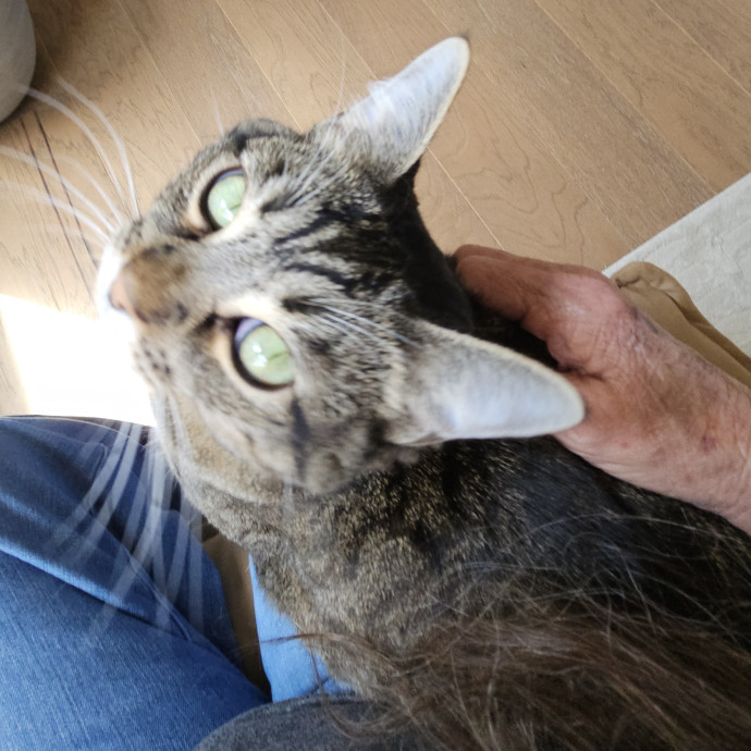 Blue Ribbon Cat Sitter Of Queen City