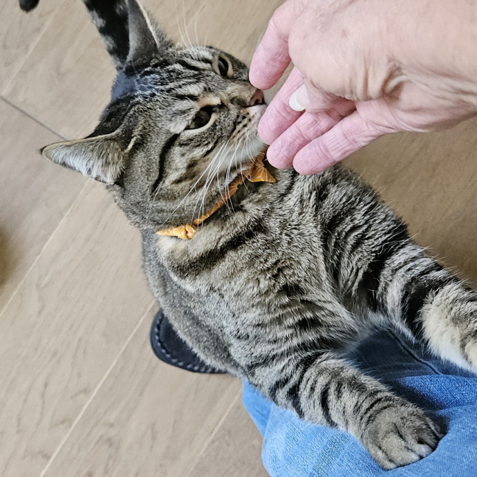Blue Ribbon Cat Sitter Of Queen City