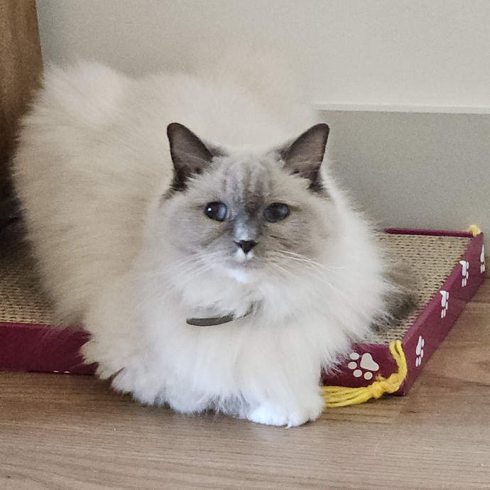 Blue Ribbon Cat Sitter Of Queen City