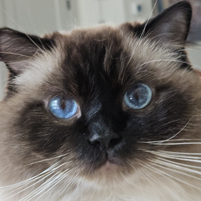 Blue Ribbon Cat Sitter Of Queen City