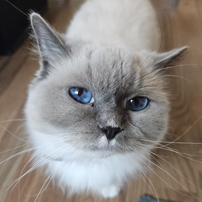 Blue Ribbon Cat Sitter Of Queen City