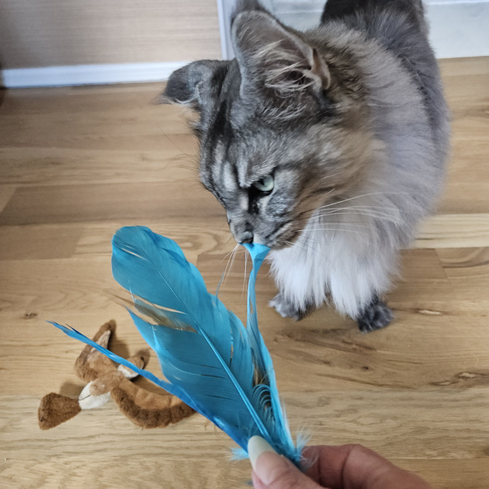 Blue Ribbon Cat Sitter Of Queen City