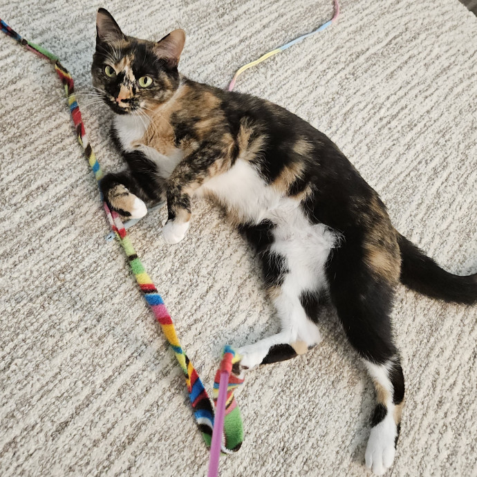 Blue Ribbon Cat Sitter Of Queen City