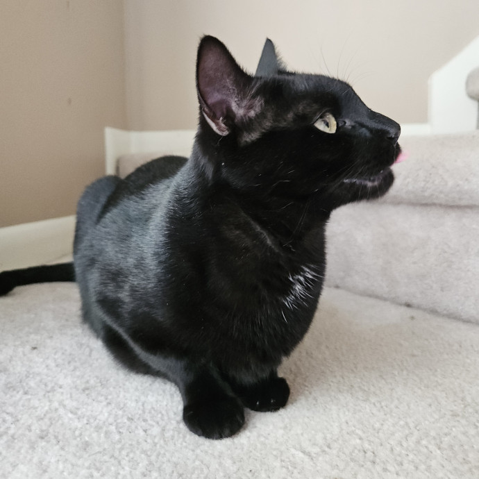 Blue Ribbon Cat Sitter Of Queen City