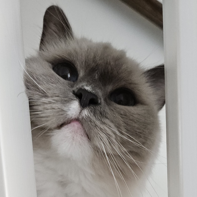 Blue Ribbon Cat Sitter Of Queen City