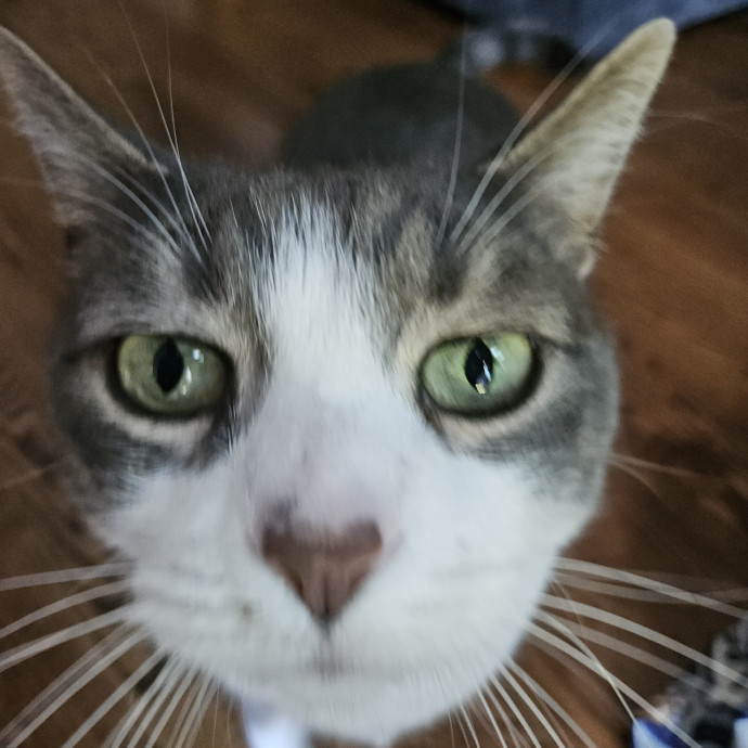 Blue Ribbon Cat Sitter Of Queen City