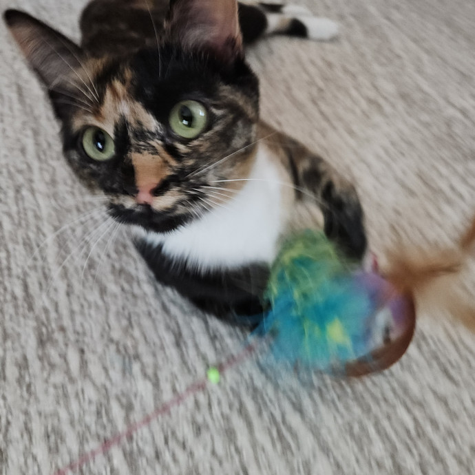 Blue Ribbon Cat Sitter Of Queen City