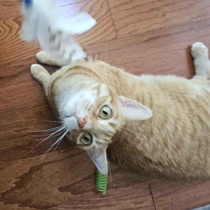 Blue Ribbon Cat Sitter Of Queen City