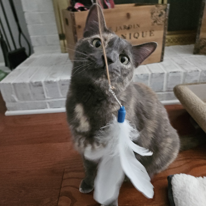 Blue Ribbon Cat Sitter Of Queen City