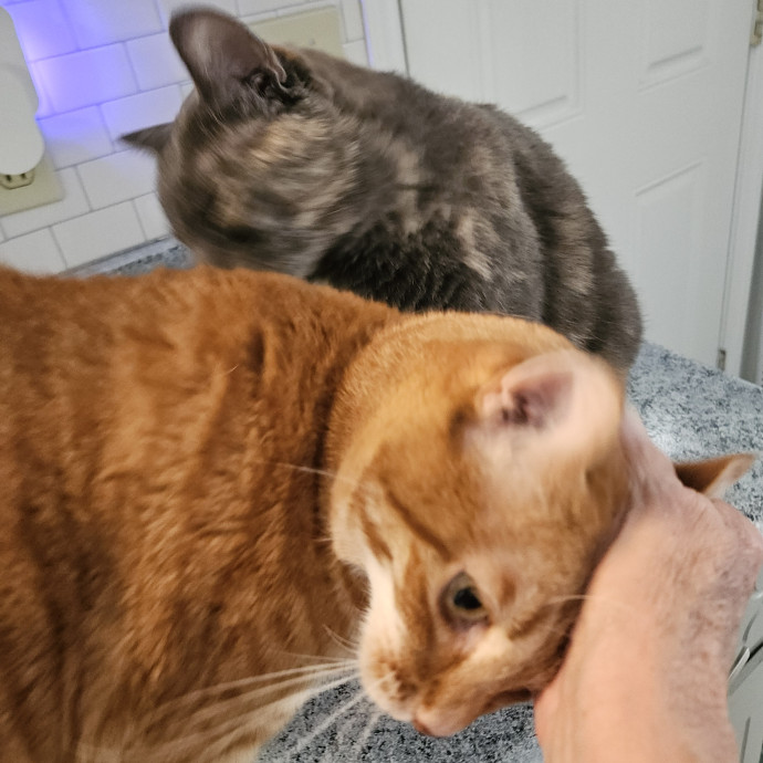 Blue Ribbon Cat Sitter Of Queen City