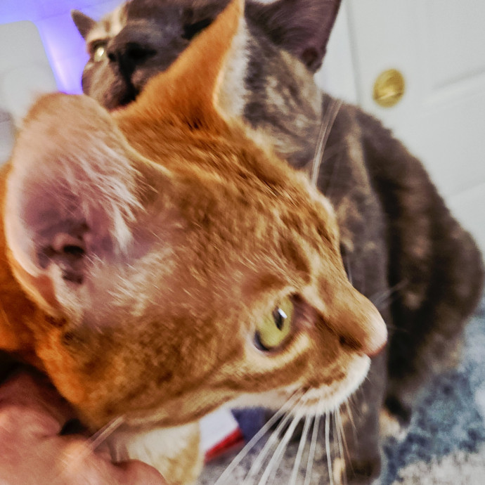 Blue Ribbon Cat Sitter Of Queen City