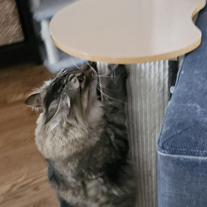 Blue Ribbon Cat Sitter Of Queen City