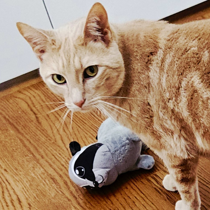 Blue Ribbon Cat Sitter Of Queen City