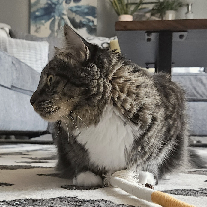 Blue Ribbon Cat Sitter Of Queen City