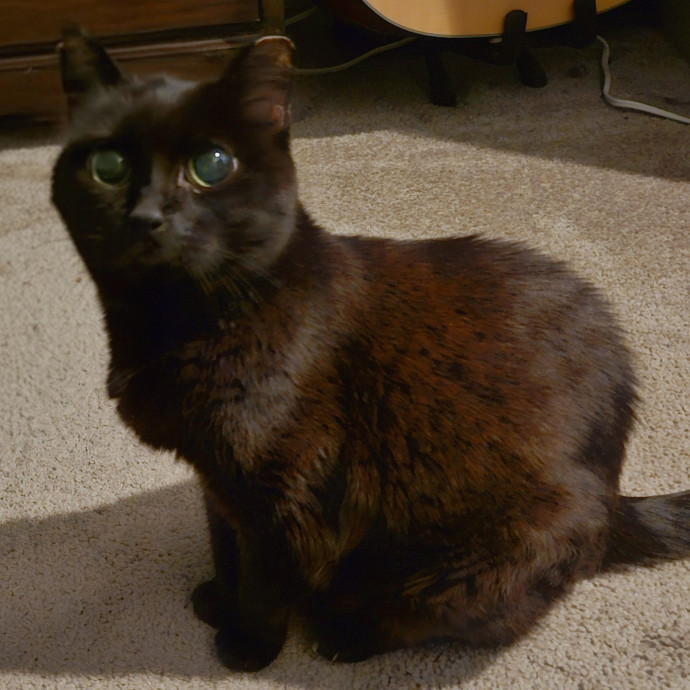 Blue Ribbon Cat Sitter Of Queen City