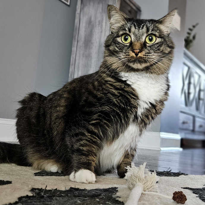 Blue Ribbon Cat Sitter Of Queen City