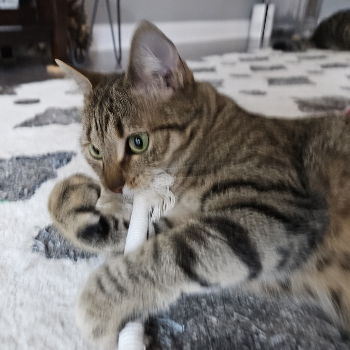 Blue Ribbon Cat Sitter Of Queen City
