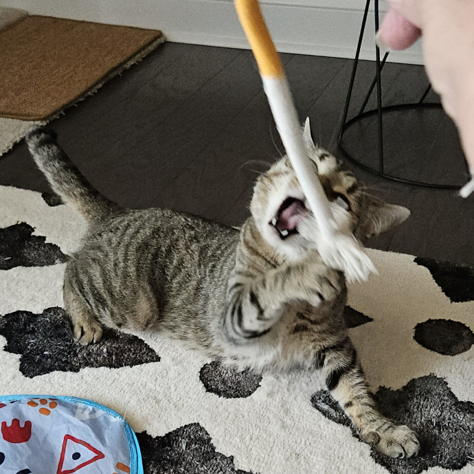 Blue Ribbon Cat Sitter Of Queen City