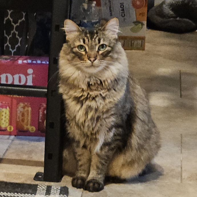 Blue Ribbon Cat Sitter Of Queen City