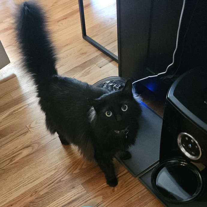 Blue Ribbon Cat Sitter Of Queen City