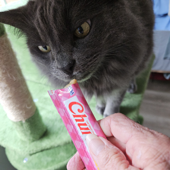 Blue Ribbon Cat Sitter Of Queen City