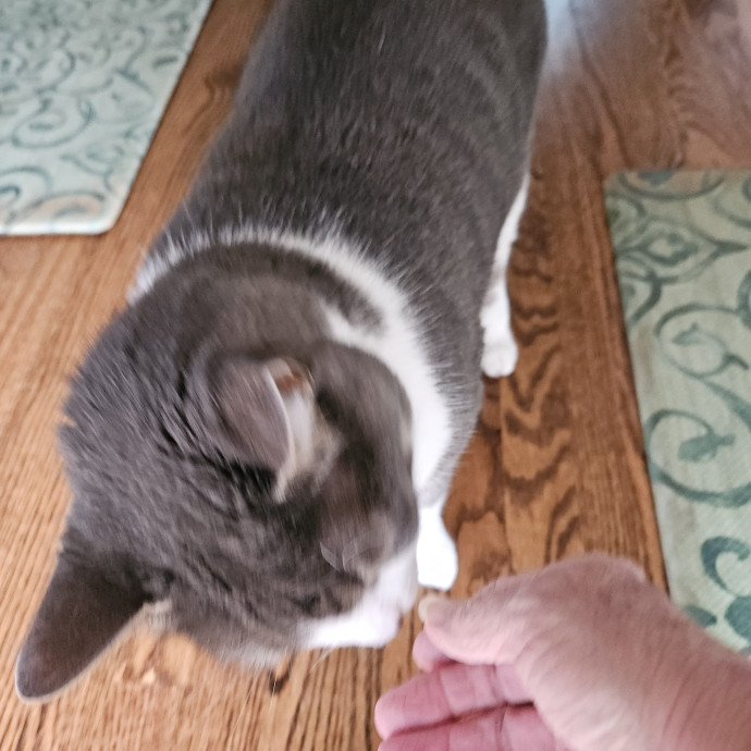 Blue Ribbon Cat Sitter Of Queen City