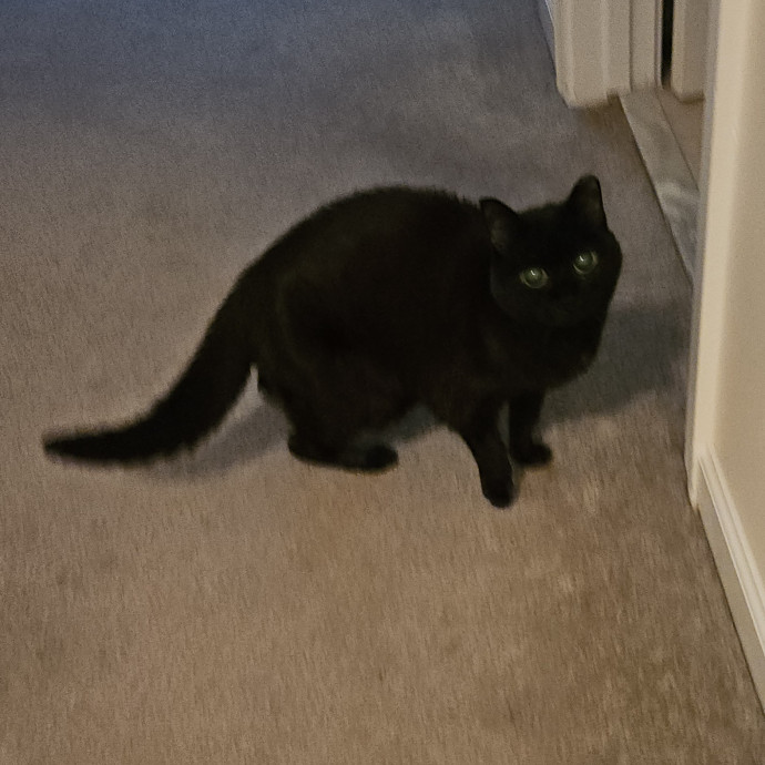Blue Ribbon Cat Sitter Of Queen City