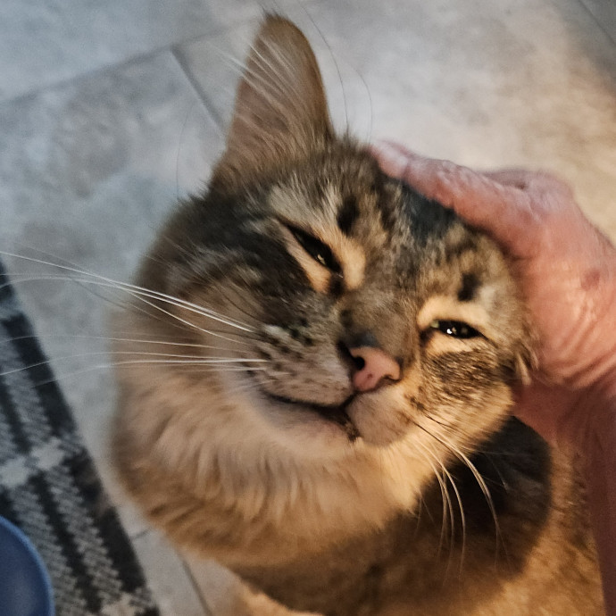Blue Ribbon Cat Sitter Of Queen City