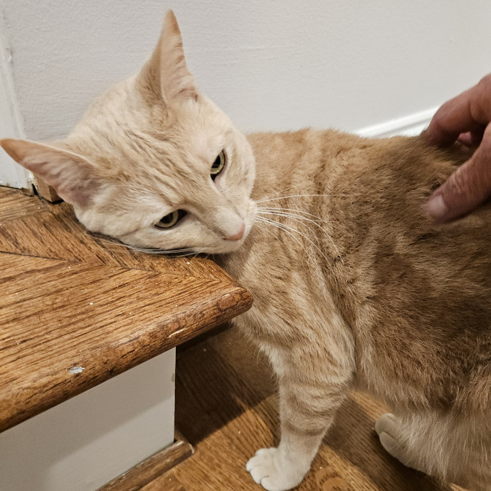 Blue Ribbon Cat Sitter Of Queen City