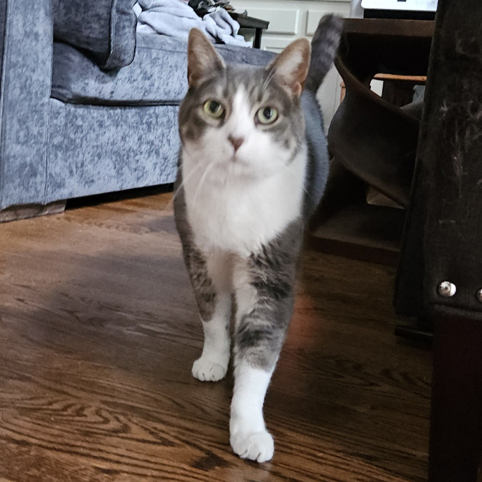 Blue Ribbon Cat Sitter Of Queen City