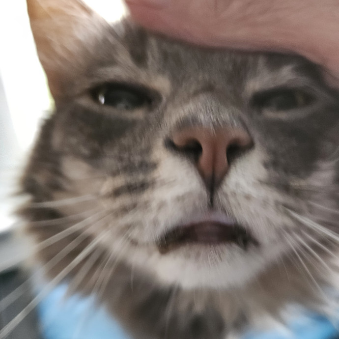 Blue Ribbon Cat Sitter Of Queen City