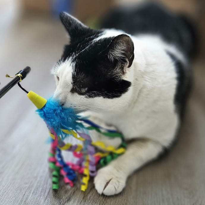 Blue Ribbon Cat Sitter Of Queen City