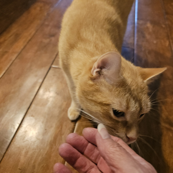 Blue Ribbon Cat Sitter Of Queen City