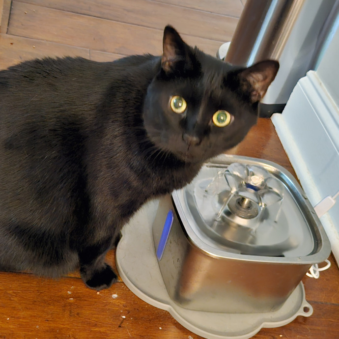 Blue Ribbon Cat Sitter Of Queen City