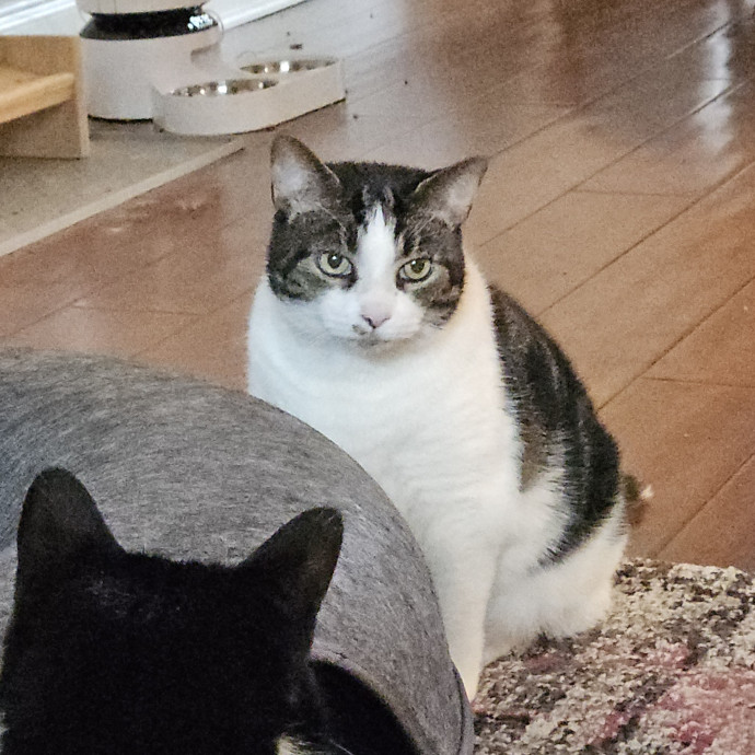 Blue Ribbon Cat Sitter Of Queen City