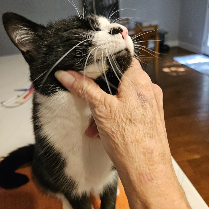 Blue Ribbon Cat Sitter Of Queen City